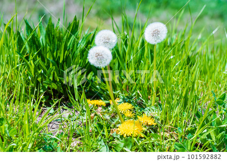 春の野の花 101592882