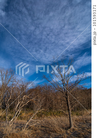 青空の下の枯草と葉の無い木の原野 101593171