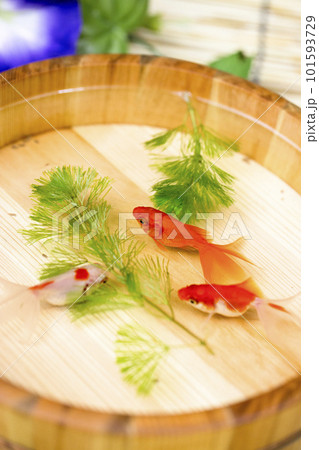 金魚　夏の風物詩 101593729