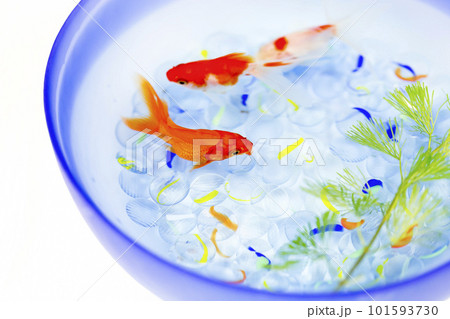 金魚　夏の風物詩 101593730