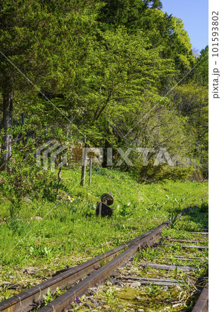 長良川鉄道 廃線になった分岐器と手動転轍機(ダルマ) 長良川鉄道 廃線になった分岐器と手動転轍機(ダルマ) 101593802