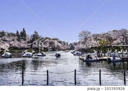 東京都　井の頭公園　井の頭池　満開の桜 101593926