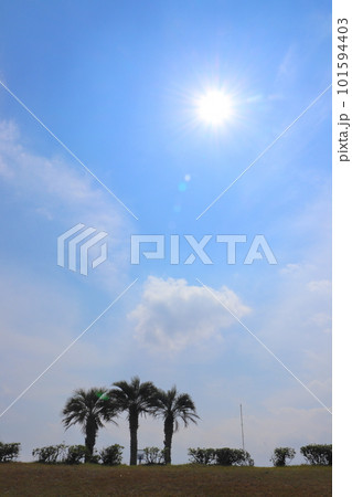 青空 太陽 雲 ヤシの木 青空 太陽 雲 ヤシの木 101594403