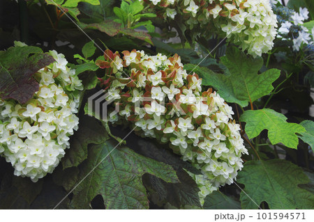 白い紫陽花はチョットふくよかな貴婦人のよう 白い紫陽花はチョットふくよかな貴婦人のよう 101594571