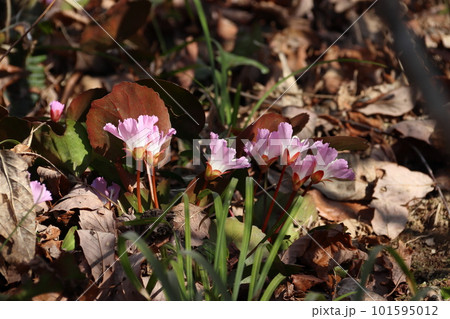 春の訪れを告げるイワウチワ(新潟県南魚沼市) 春の訪れを告げるイワウチワ(新潟県南魚沼市) 101595012