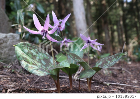 春の訪れを告げるカタクリ（新潟県南魚沼市） 101595017