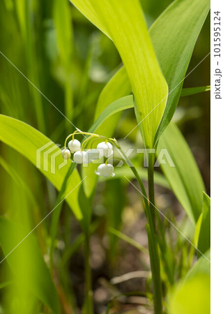 スズランの花 スズランの花 101595124