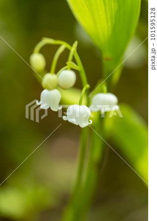 スズランの花 101595128