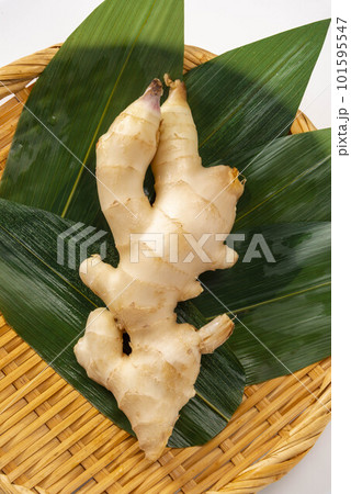 新鮮で美味しい生姜 新鮮で美味しい生姜 101595547
