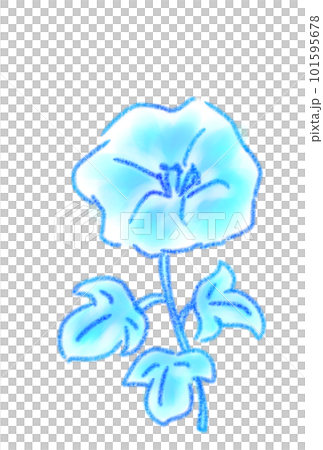 blue morning glory illustration blue morning glory illustration 101595678