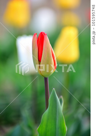 春の花壇に咲く色とりどりのチューリップの花 春の花壇に咲く色とりどりのチューリップの花 101595748