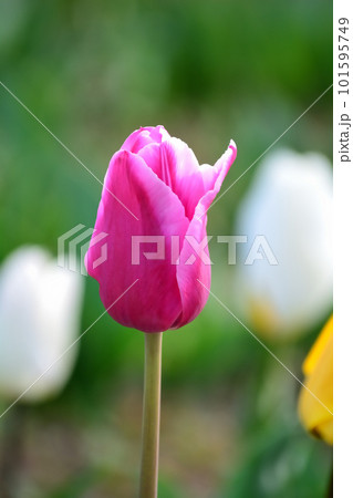春の花壇に咲く色とりどりのチューリップの花 春の花壇に咲く色とりどりのチューリップの花 101595749
