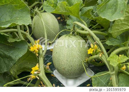 畑で育つマスクメロン 101595970