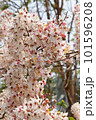 Wishing Tree, Pink Shower, Pink cassia, Pink and White Shower flowers 101596208