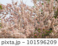 Wishing Tree, Pink Shower, Pink cassia, Pink and White Shower tree 101596209