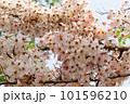 wishing Tree, Pink Shower, Pink cassia, Pink and White Shower tree 101596210
