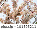 wishing Tree, Pink Shower, Pink cassia, Pink and White Shower tree 101596211