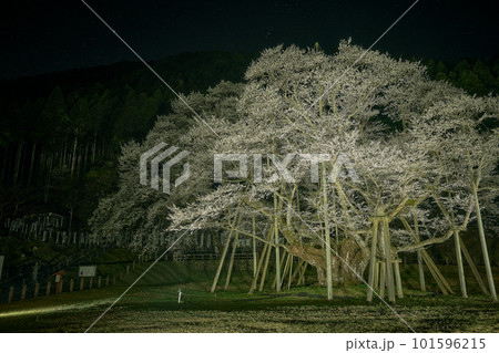 ライトアップされた薄墨桜 ライトアップされた薄墨桜 101596215