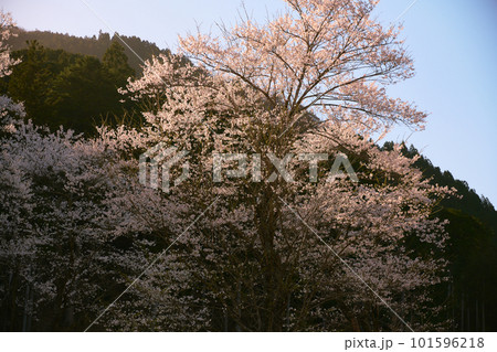 根尾谷薄墨桜 根尾谷薄墨桜 101596218