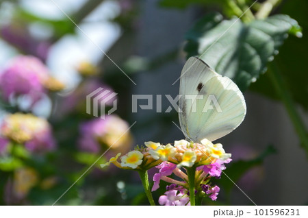 花にとまるモンシロチョウ（神奈川県横須賀市浦賀） 101596231
