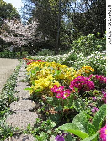 沢山の花が咲いている公園のカラフルな花壇 沢山の花が咲いている公園のカラフルな花壇 101596238