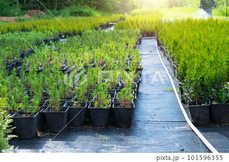 Nursery of coniferous plants in pots with a closed root for planting on your garden plot. 101596355