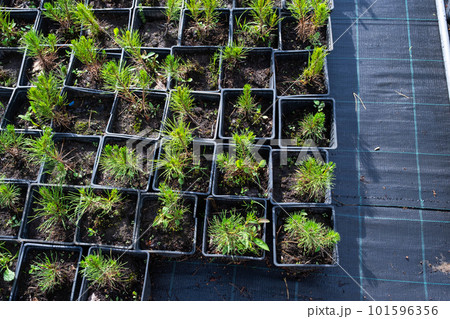 Nursery of coniferous plants in pots with a closed root for planting on your garden plot. 101596356