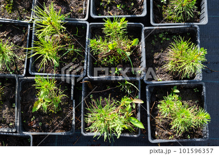 Nursery of coniferous plants in pots with a closed root for planting on your garden plot. Nursery of coniferous plants in pots with a closed root for planting on your garden plot. 101596357
