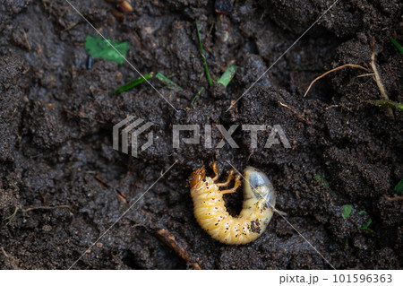 Larva of the underground pest of the vegetable garden - mole cricket. Close-up on the ground. Larva of the underground pest of the vegetable garden - mole cricket. Close-up on the ground. 101596363