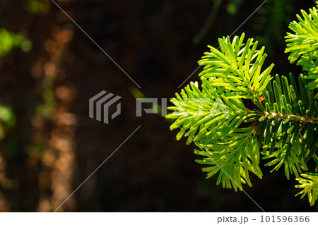 Young shoots with fresh bright green needles on spruce branches Young shoots with fresh bright green needles on spruce branches 101596366