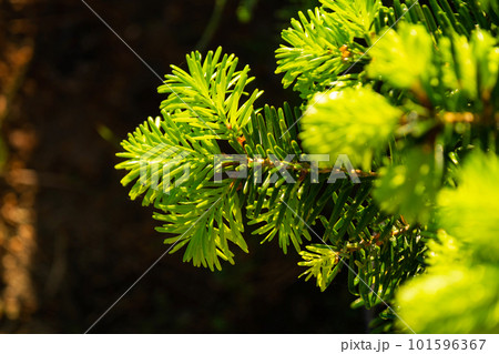 Young shoots with fresh bright green needles on spruce branches Young shoots with fresh bright green needles on spruce branches 101596367