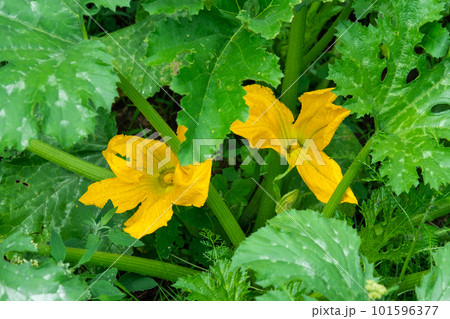 A large yellow zucchini flower in the garden. Flowering of vegetable crops, growing cucumber, pumpkin in the garden. Seedling, plant care, fertilizer and pest protection 101596377