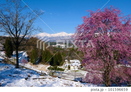 【長野】番所の桜 【長野】番所の桜 101596659
