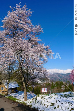 【長野】番所の桜 【長野】番所の桜 101596660
