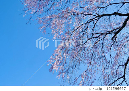 【長野】番所の桜 【長野】番所の桜 101596667