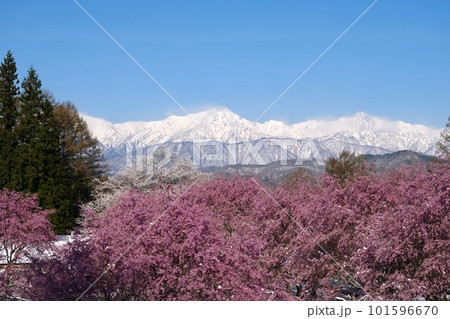 【長野】番所の桜 【長野】番所の桜 101596670