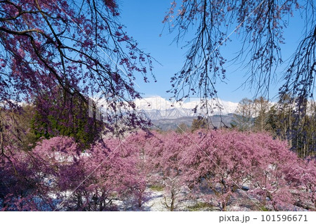 【長野】番所の桜 【長野】番所の桜 101596671