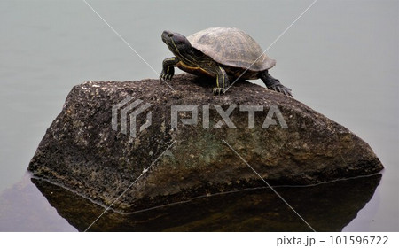仁王立ちの亀 101596722