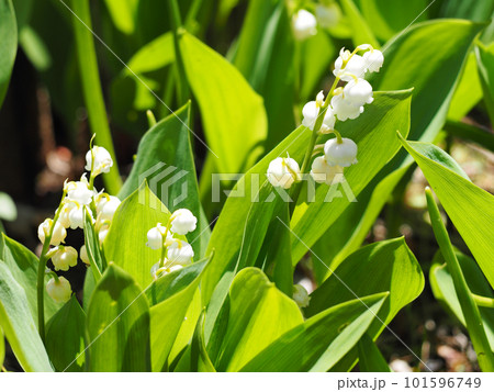 スズラン 101596749