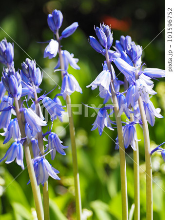 釣鐘水仙　シラー・カンパニュラータ 101596752