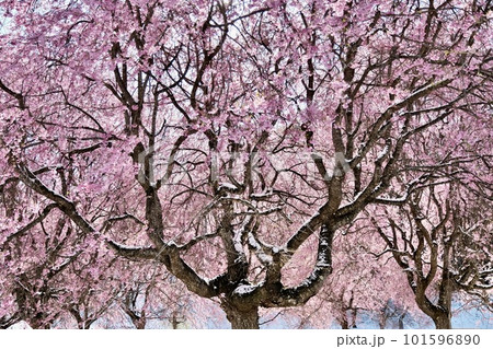 【長野】番所の桜 【長野】番所の桜 101596890