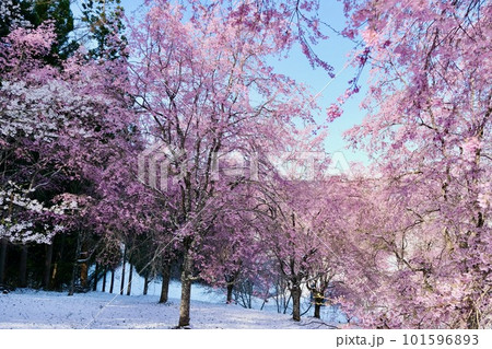 【長野】番所の桜 【長野】番所の桜 101596893