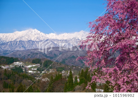 【長野】番所の桜 101596902