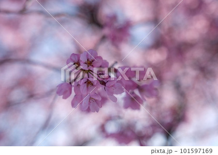 【長野】番所の桜 【長野】番所の桜 101597169