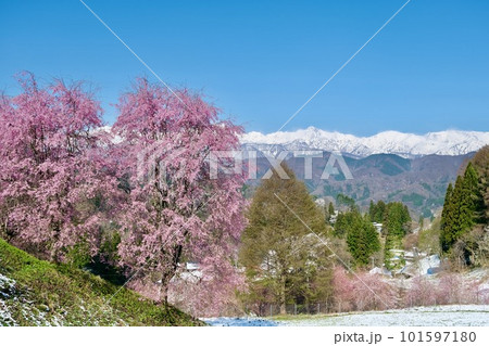 【長野】番所の桜 【長野】番所の桜 101597180