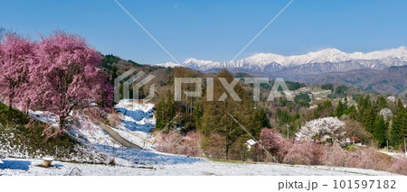 【長野】番所の桜 【長野】番所の桜 101597182