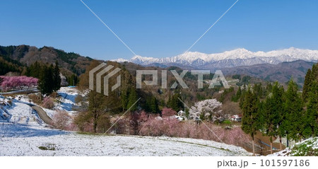 【長野】番所の桜 【長野】番所の桜 101597186