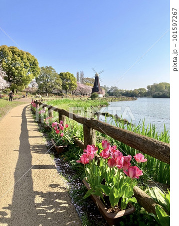 浮間公園の風車と浮間ヶ池 桜の季節 101597267
