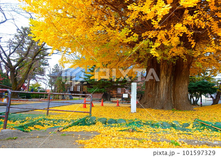 イチョウ 銀杏 紅葉 黄葉 専称寺 イチョウ 銀杏 紅葉 黄葉 専称寺 101597329