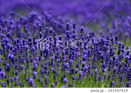 北海道富良野のラベンダー畑 北海道富良野のラベンダー畑 101597919